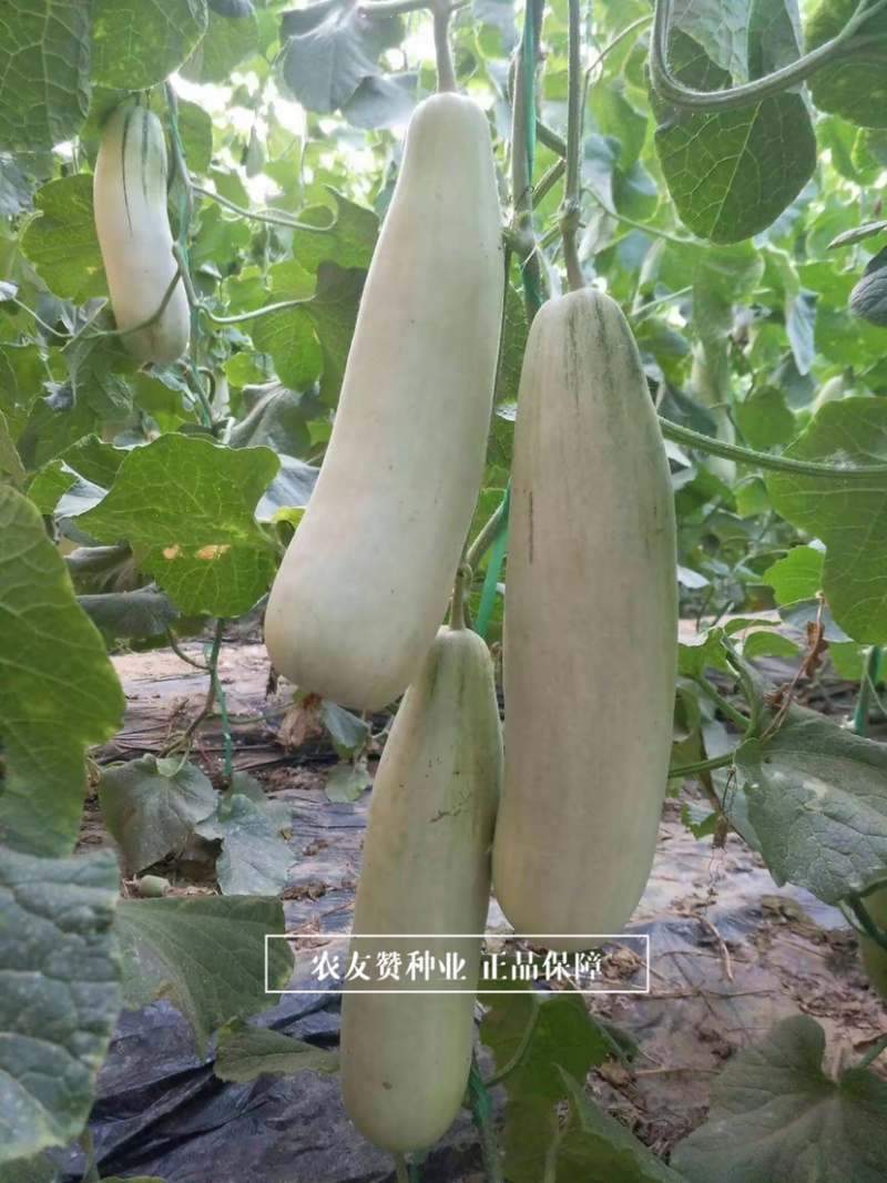 天津德瑞特博洋61甜瓜种子正宗羊角蜜甜瓜种子羊角脆甜瓜
