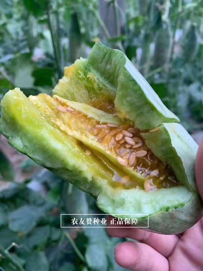 天津德瑞特博洋61甜瓜种子正宗羊角蜜甜瓜种子羊角脆甜瓜