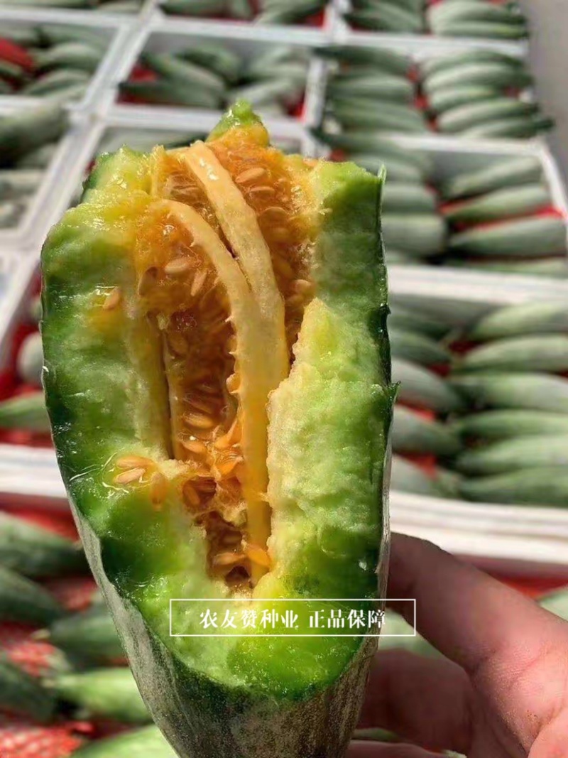 天津德瑞特博洋61甜瓜种子正宗羊角蜜甜瓜种子羊角脆甜瓜