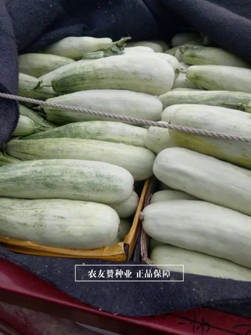 天津德瑞特博洋61甜瓜种子正宗羊角蜜甜瓜种子羊角脆甜瓜