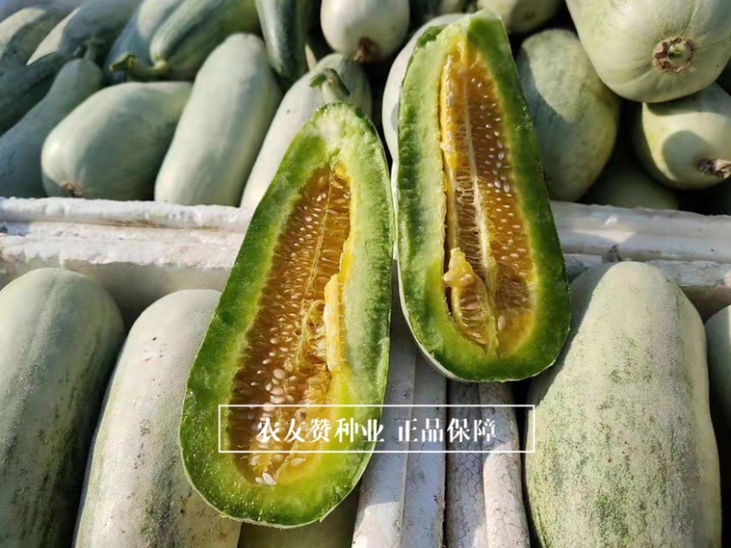 天津德瑞特博洋61甜瓜种子正宗羊角蜜甜瓜种子羊角脆甜瓜
