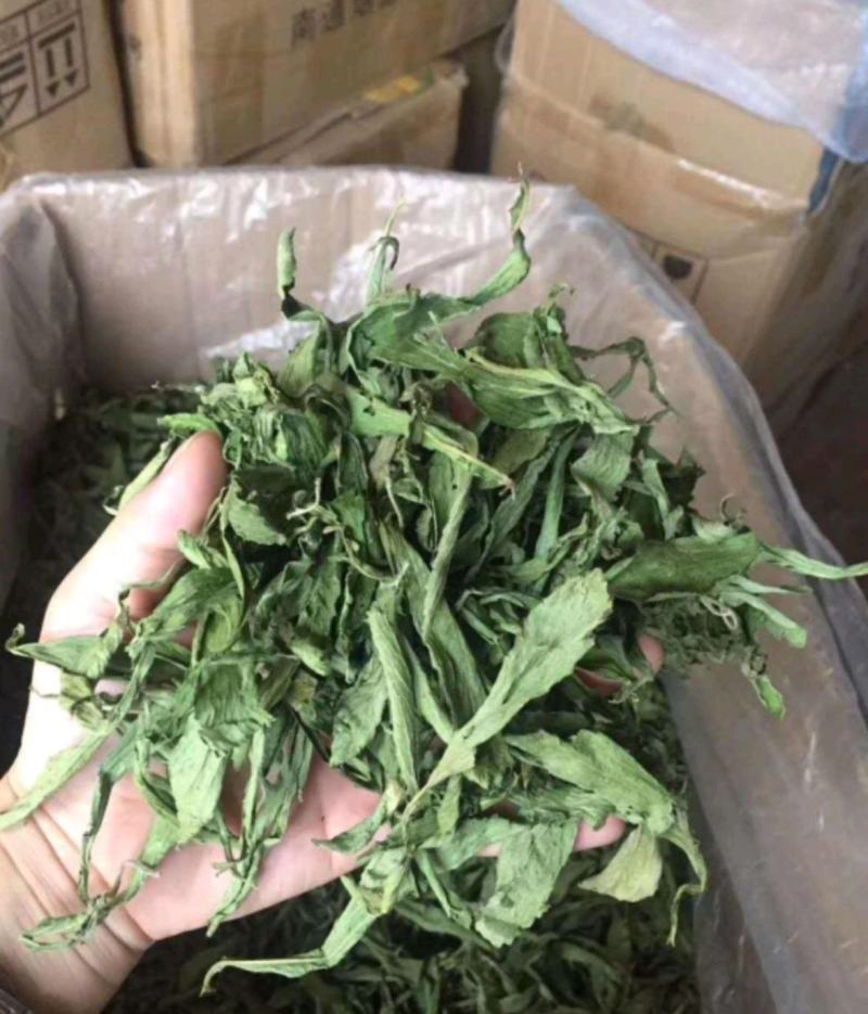 振兴药材批发供应甜叶菊产地福建甜叶菊实实在在的产地价格