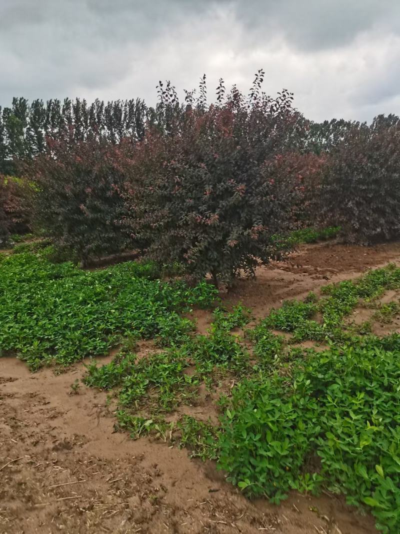 梅花