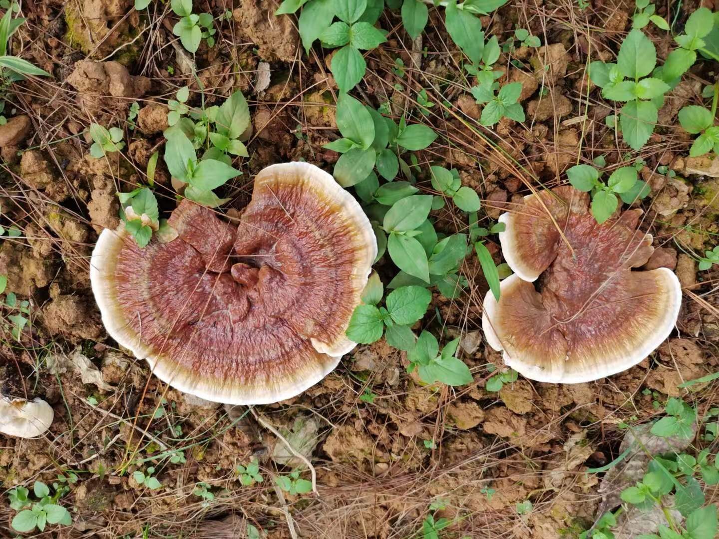 白边黑灵芝整体外观
