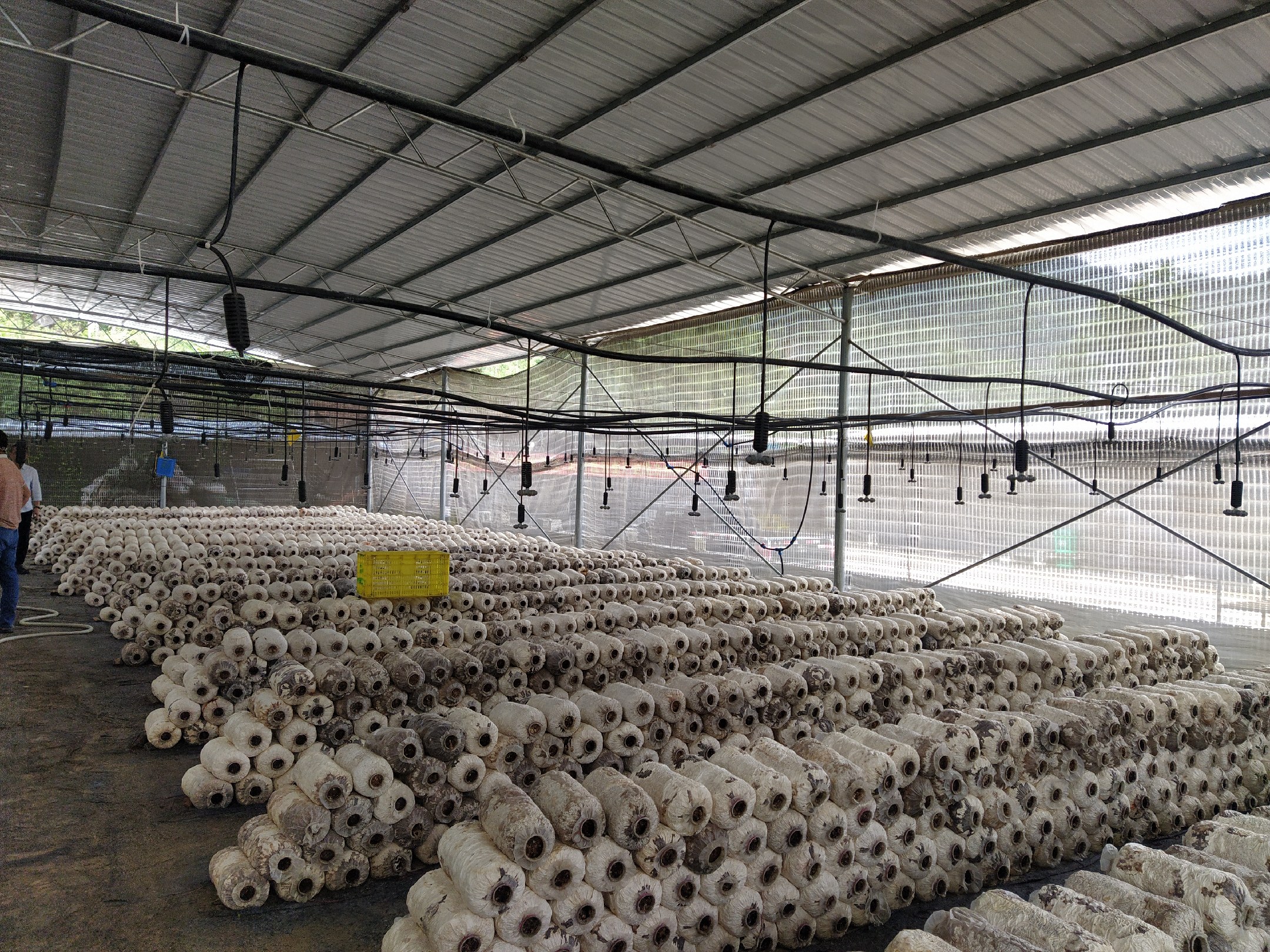 黑灵芝出菇阶段所需的标准温室环境,配有喷雾加湿设备和遮阳结构 黑灵芝出菇阶段的温室环境