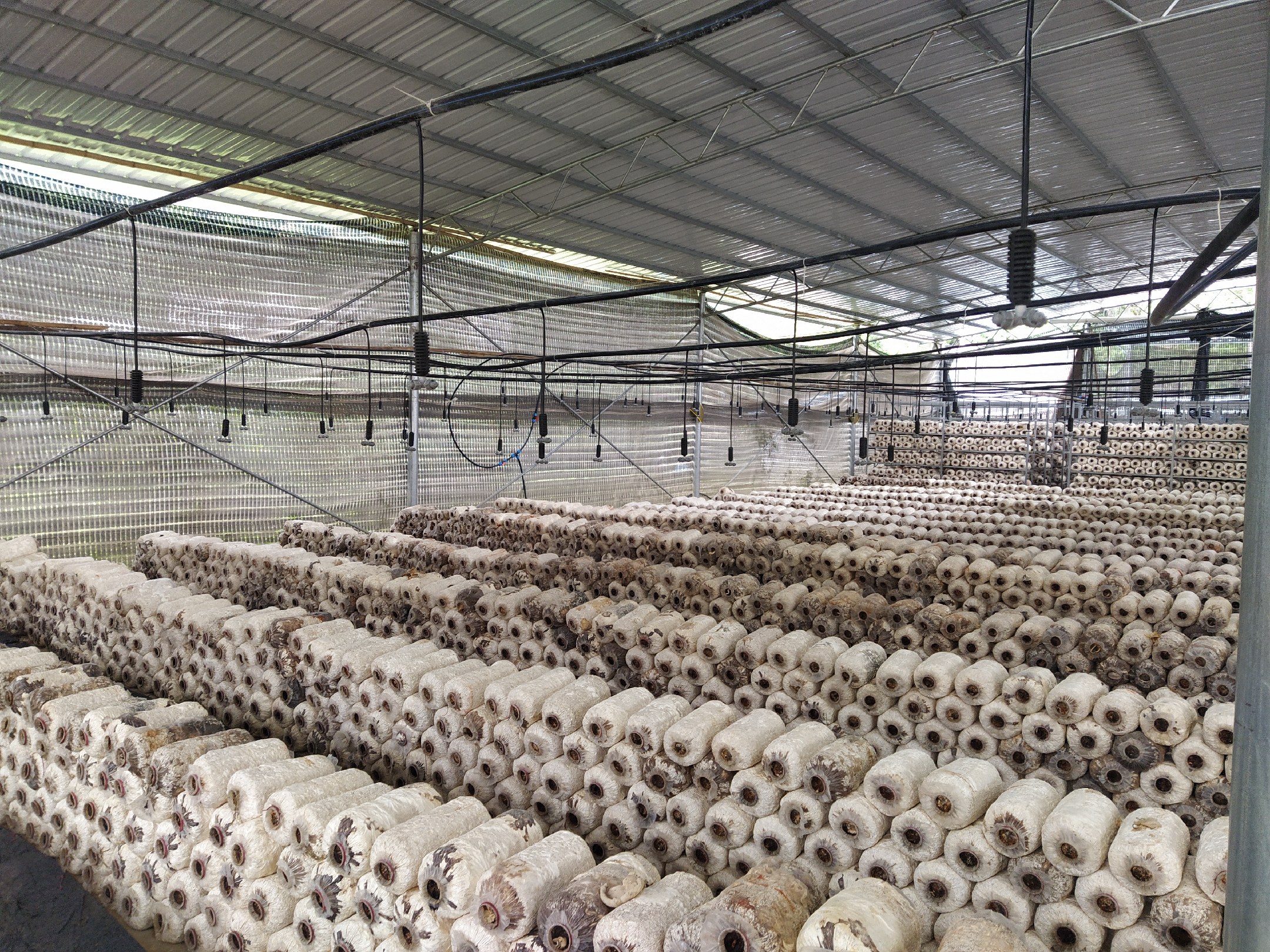 黑芝麻种子结构图