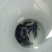 饲料斑鳜鱼苗/斑点鳜鱼