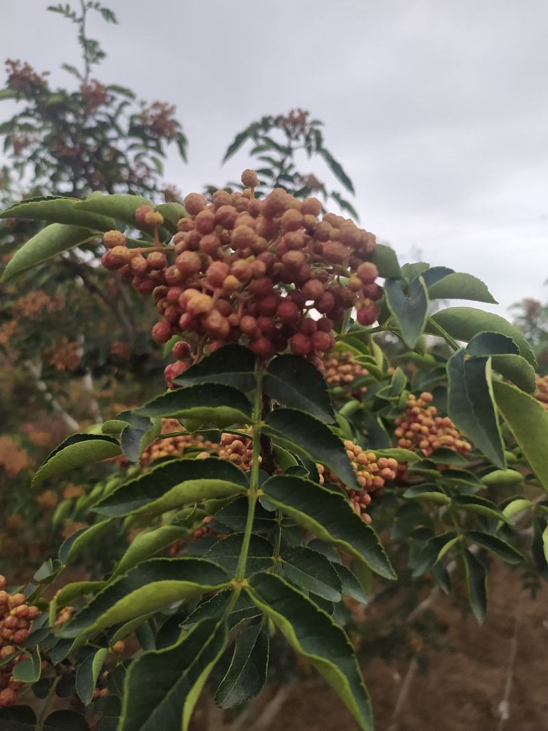 产地花椒大红袍鲜花椒大量上市量大从优