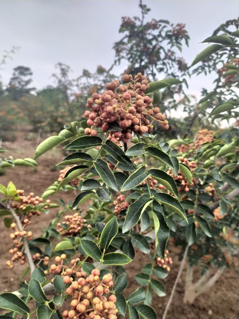 产地花椒大红袍鲜花椒大量上市量大从优