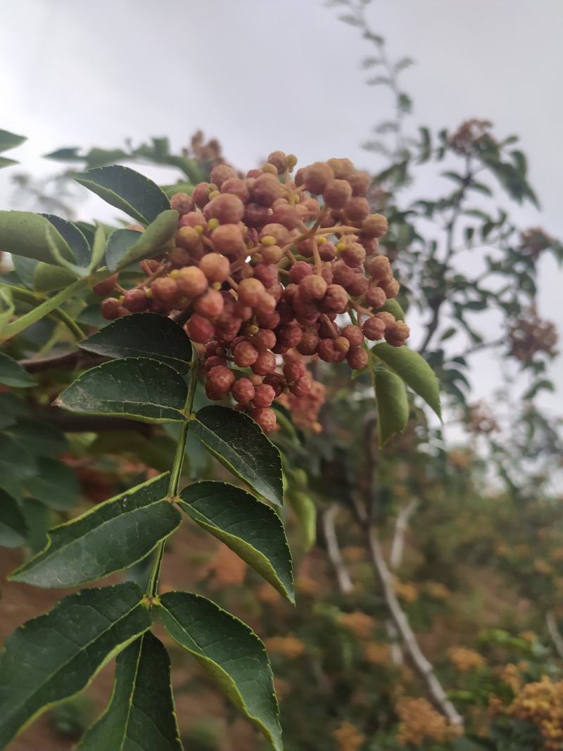 产地花椒大红袍鲜花椒大量上市量大从优