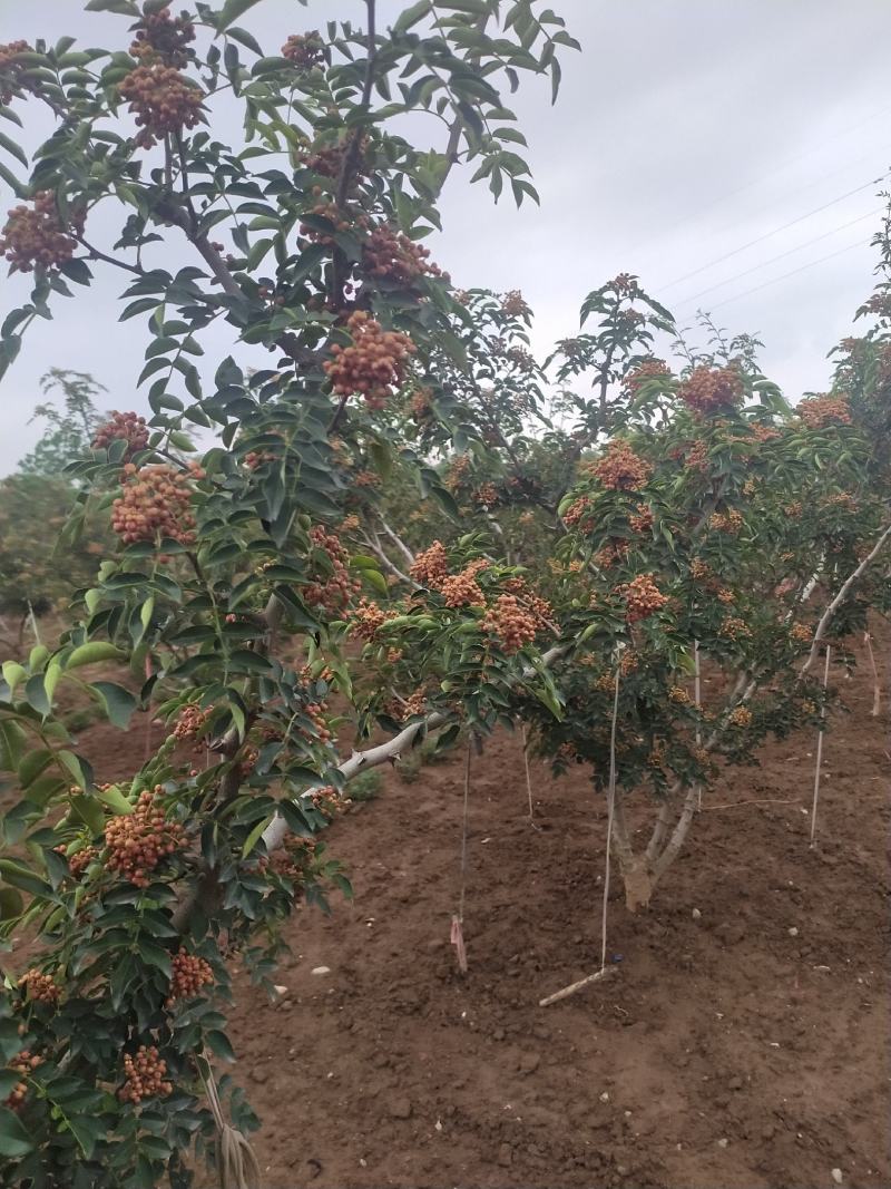 产地花椒大红袍鲜花椒大量上市量大从优