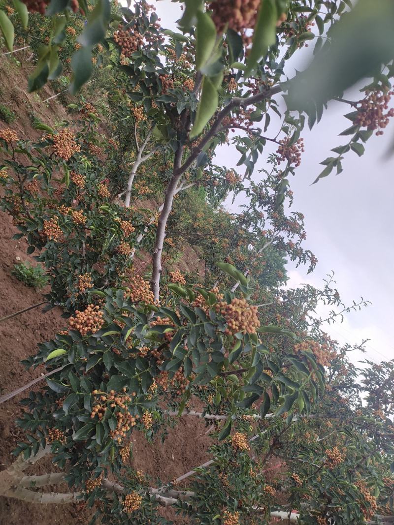 产地花椒大红袍鲜花椒大量上市量大从优