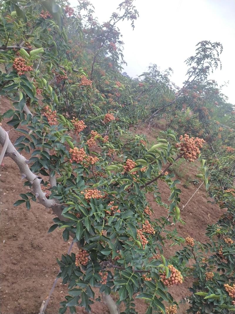 产地花椒大红袍鲜花椒大量上市量大从优