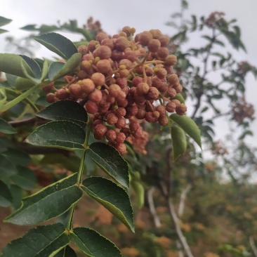 产地花椒大红袍鲜花椒大量上市量大从优