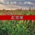 绿肥牧草红豆草驴食草蜜源固氮改善土壤防沙适应型强饲用畜禽