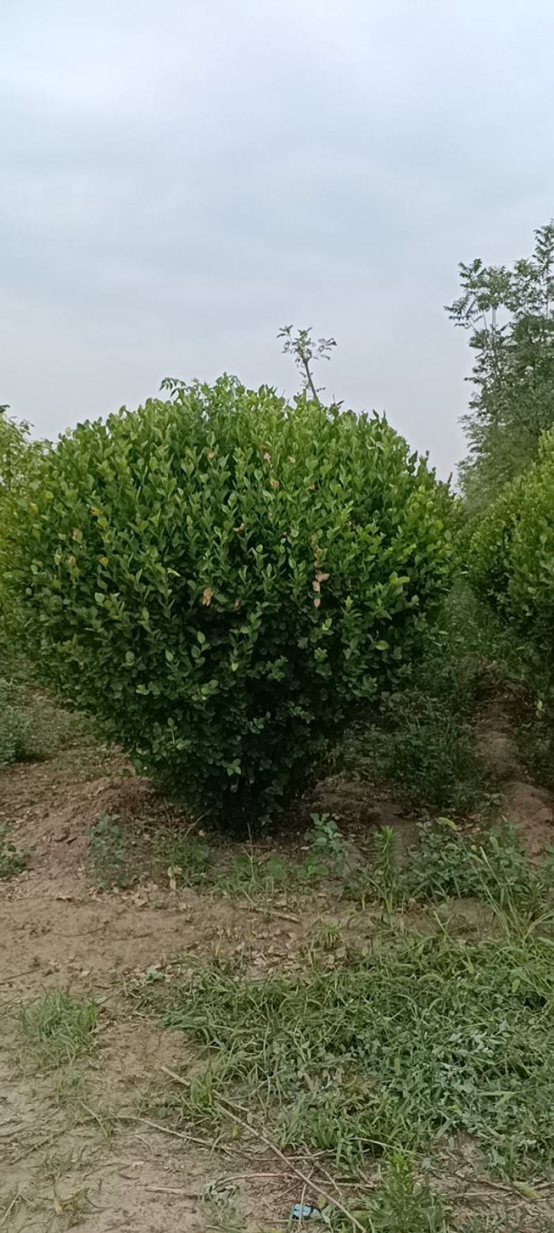 卫毛球2米——3米