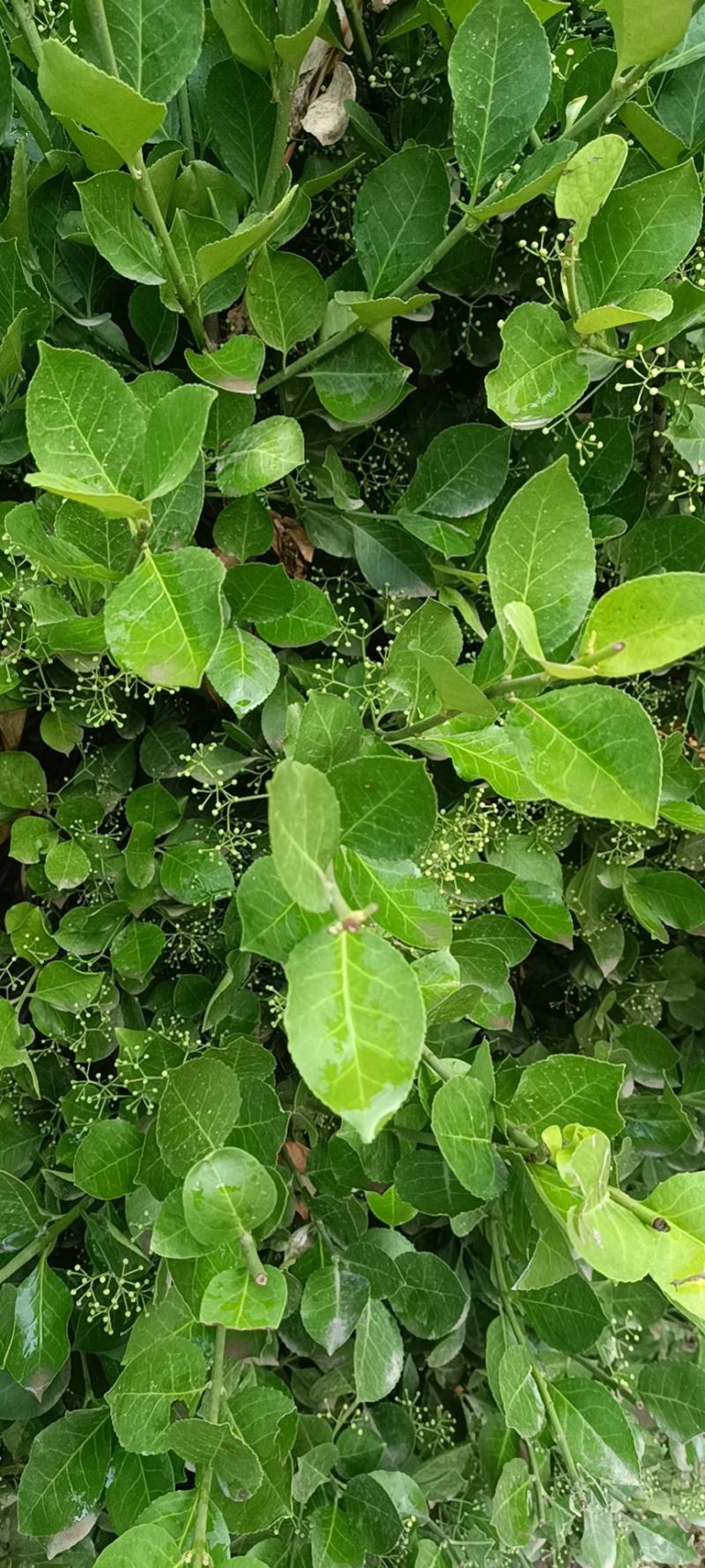 卫毛球2米——3米