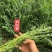 绿肥牧草红豆草驴食草蜜源固氮改善土壤防沙适应型强饲用畜禽
