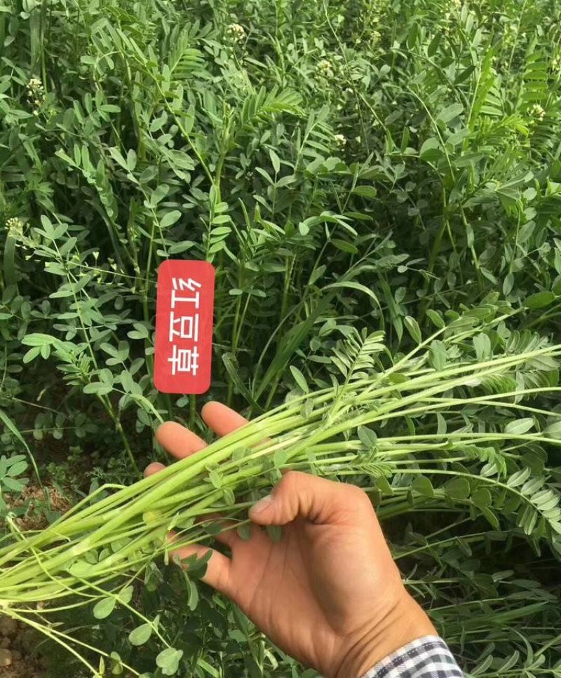 绿肥牧草红豆草驴食草蜜源固氮改善土壤防沙适应型强饲用畜禽