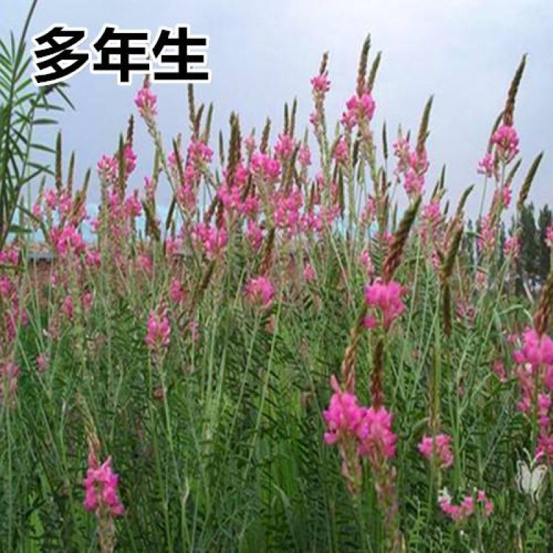 绿肥牧草红豆草驴食草蜜源固氮改善土壤防沙适应型强饲用畜禽