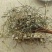 谷精草软支草药2斤包邮干货量大优惠