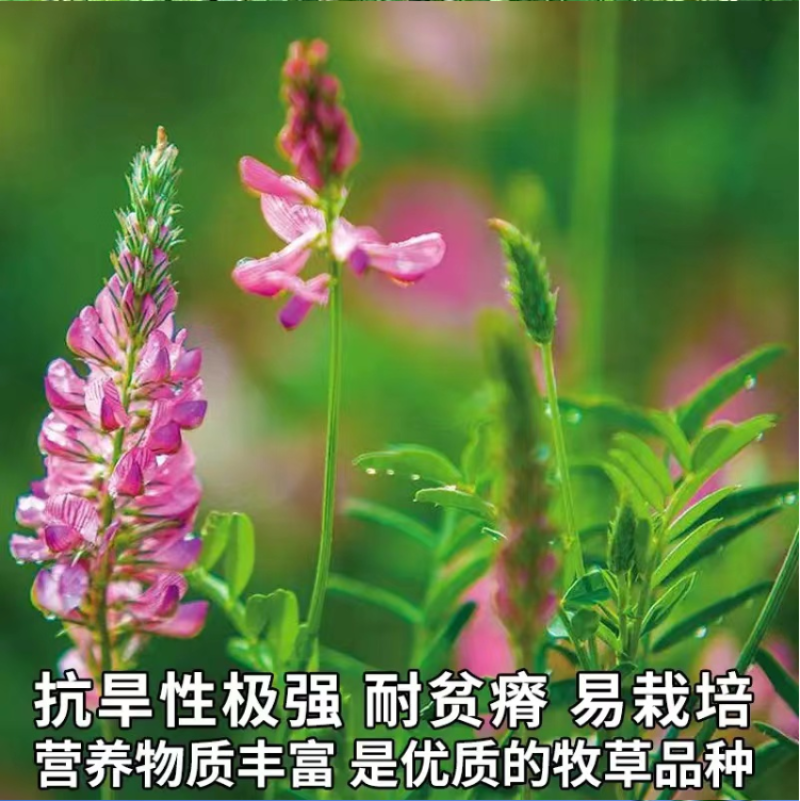 绿肥牧草红豆草驴食草蜜源固氮改善土壤防沙适应型强饲用畜禽