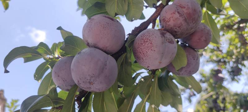 广西桂林灌阳黑李子大量上货酸甜可口核小