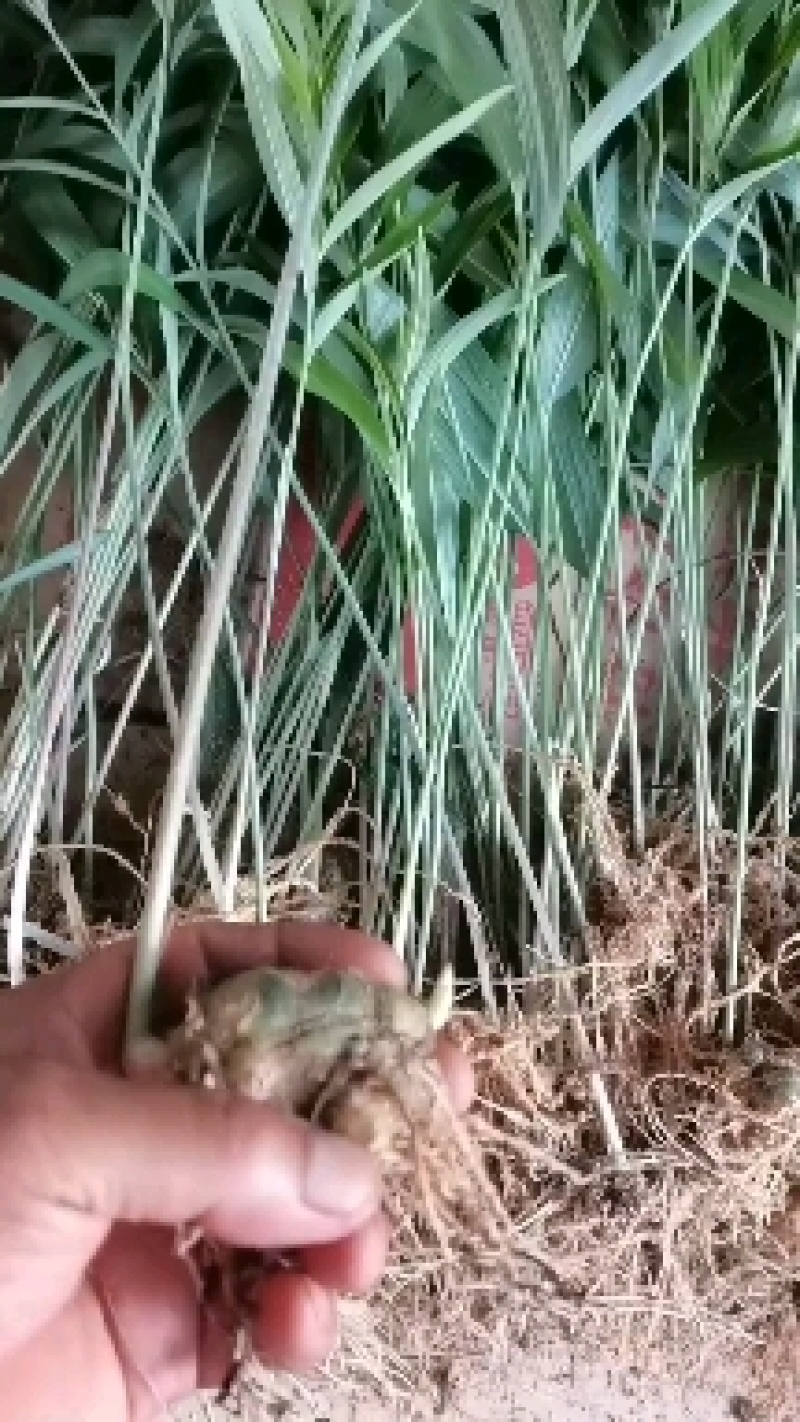 不倒苗黄精，滇黄精。黄精种子，黄精种苗，包教技术提供回收