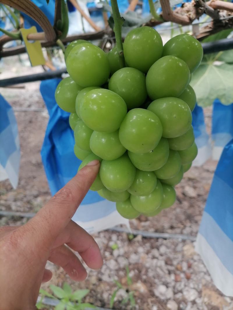 阳光玫瑰/精品大凉山葡萄产地直供一手货源定制包装验货