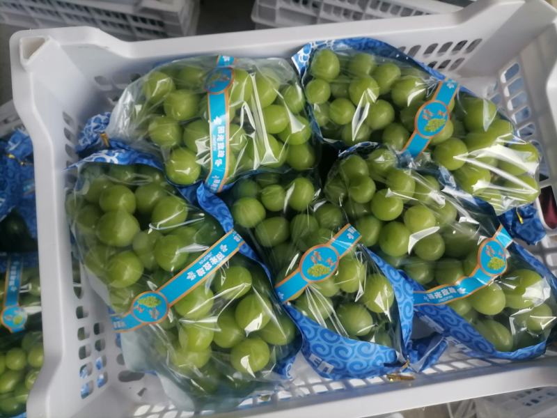 阳光玫瑰/精品大凉山葡萄产地直供一手货源定制包装验货
