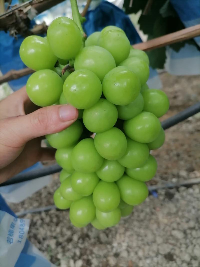 阳光玫瑰/精品大凉山葡萄产地直供一手货源定制包装验货