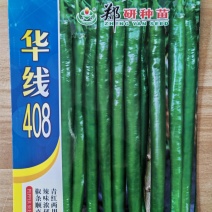 郑研华线408线椒种子华线508皇鼎761黄皮椒种子