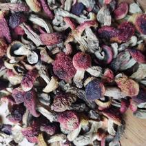 云南大红菌，红菇菇丁，紫面蓝底红菇，1斤包邮