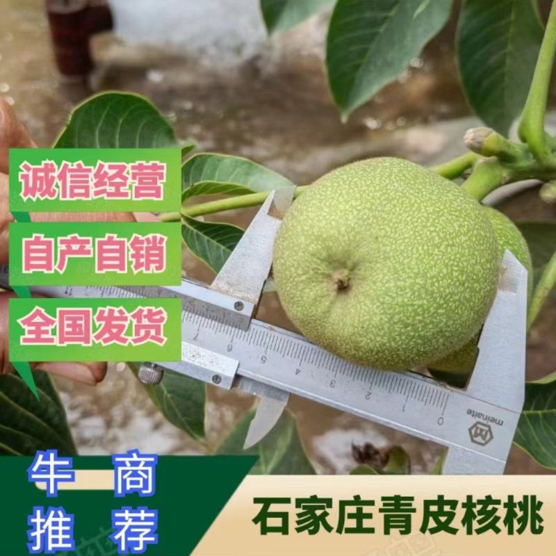 【青皮核桃】辽系精品青皮核桃，皮薄，仁饱满，可口。