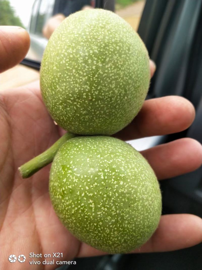 【青皮核桃】辽系精品青皮核桃，皮薄，仁饱满，可口。