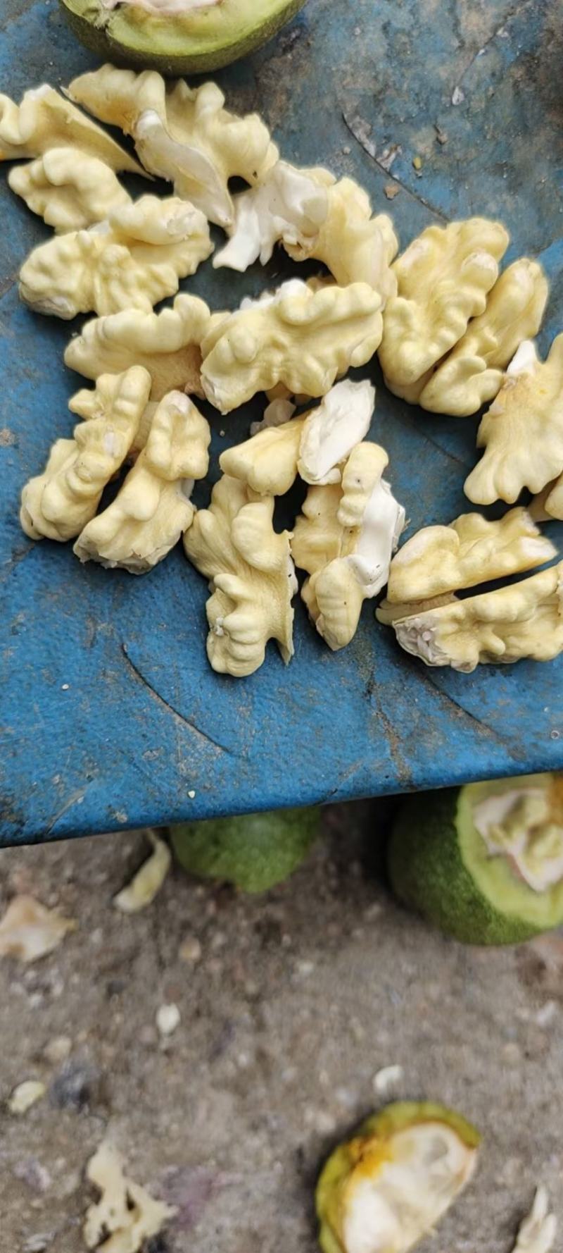 【青皮核桃】辽系精品青皮核桃，皮薄，仁饱满，可口。