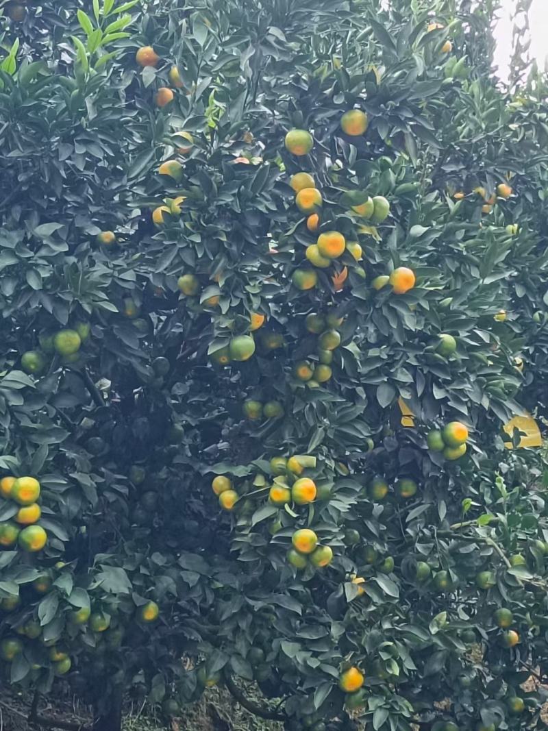 八月份大量上市