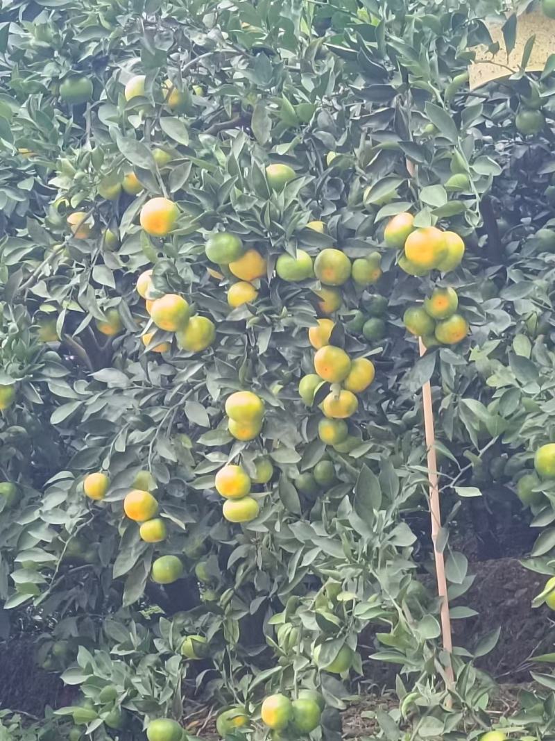 八月份大量上市