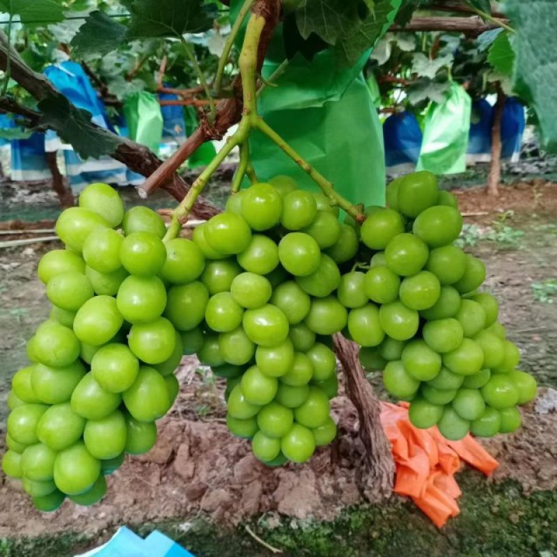 阳光玫瑰
