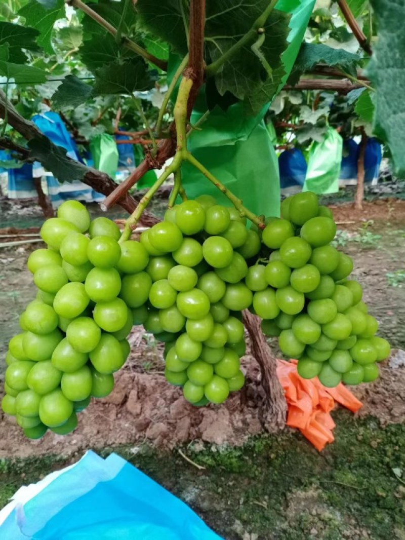 阳光玫瑰