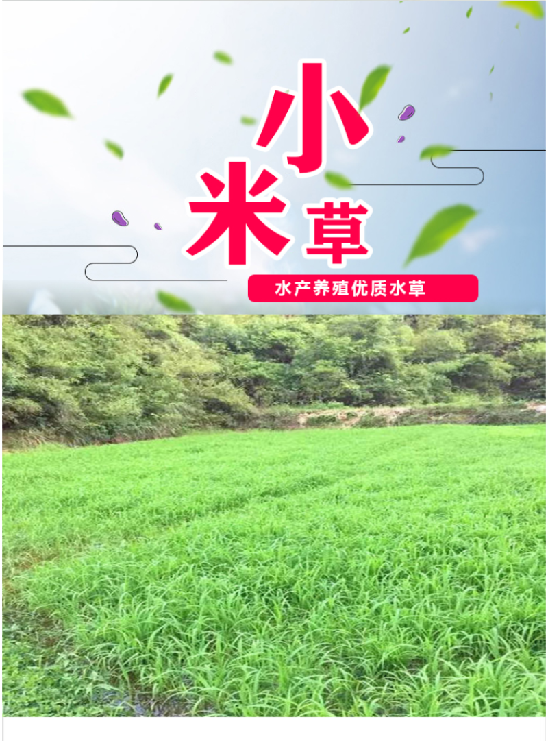 小米草种籽水草鱼虾蟹牧草籽耐水淹猪牛羊四季牧草种子