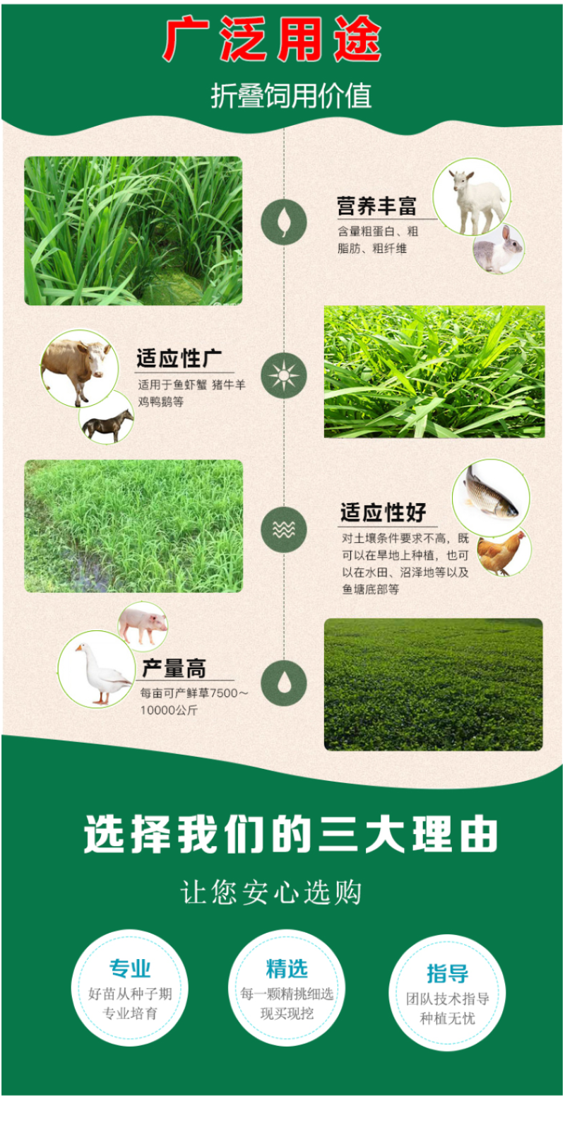 小米草种籽水草鱼虾蟹牧草籽耐水淹猪牛羊四季牧草种子