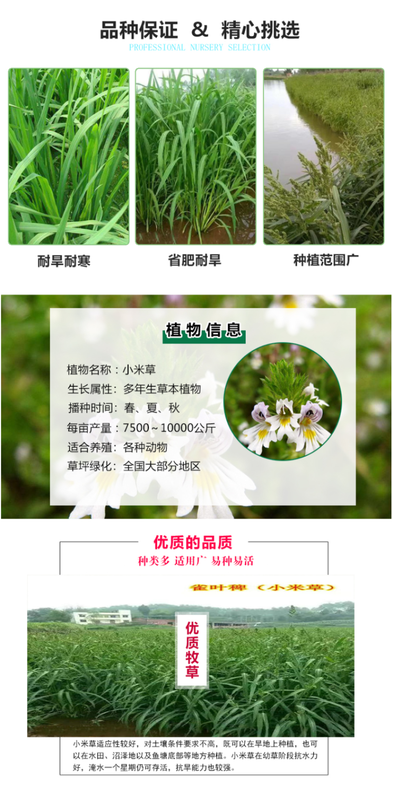 小米草种籽水草鱼虾蟹牧草籽耐水淹猪牛羊四季牧草种子