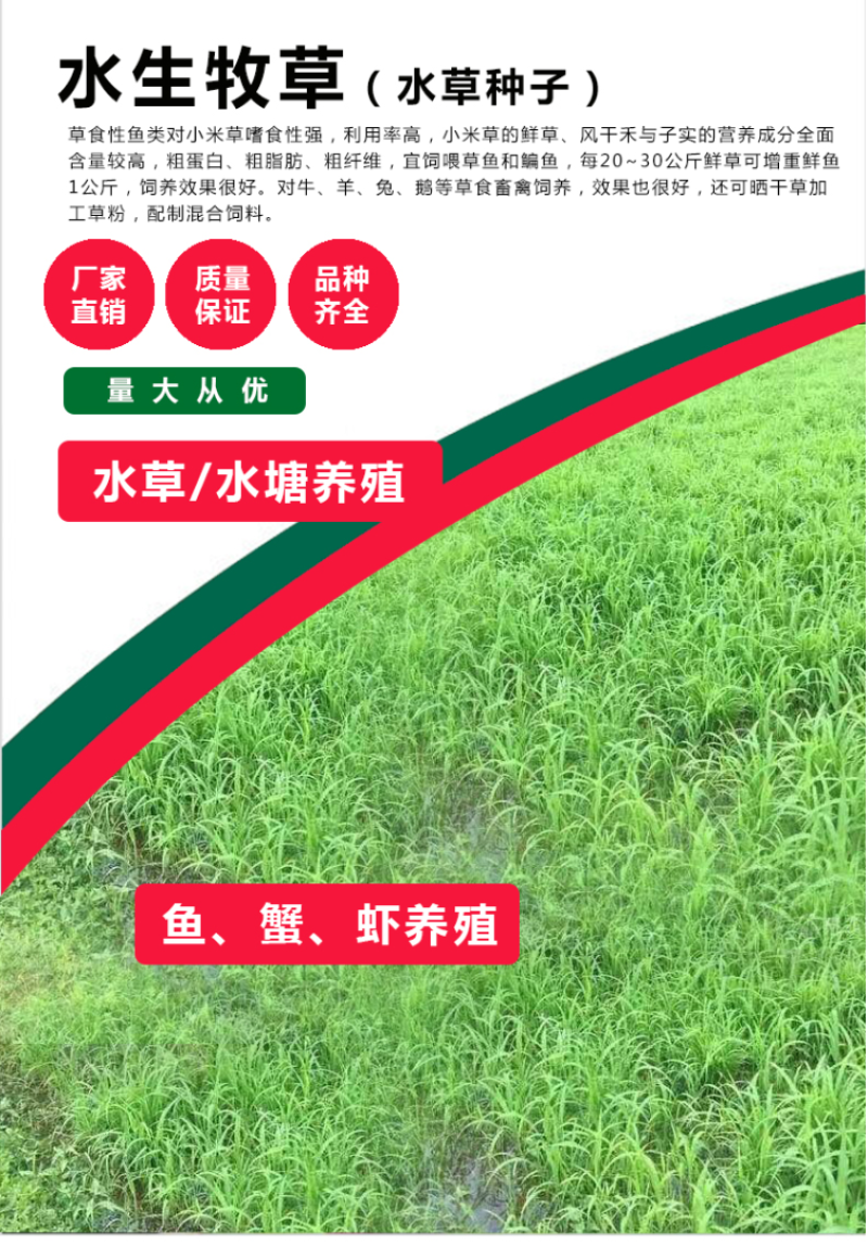 小米草种籽水草鱼虾蟹牧草籽耐水淹猪牛羊四季牧草种子