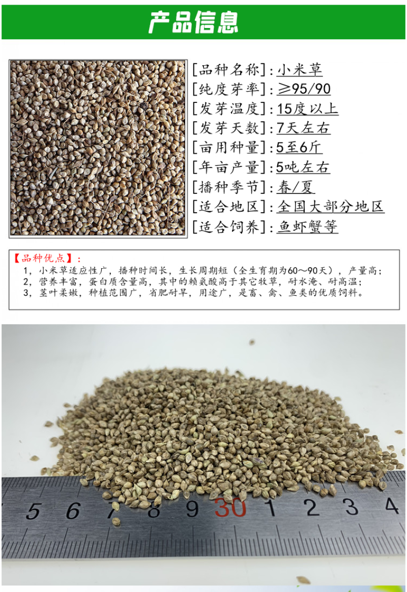 小米草种籽水草鱼虾蟹牧草籽耐水淹猪牛羊四季牧草种子