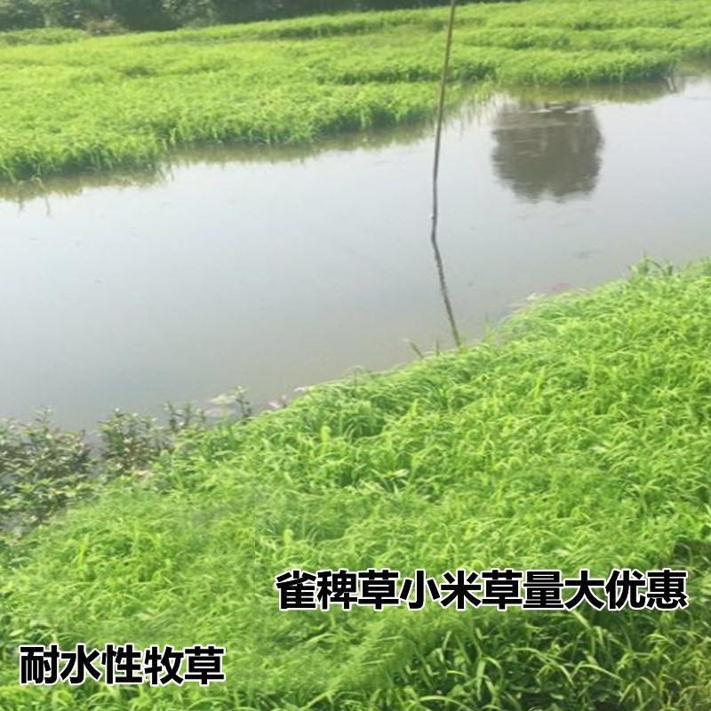 小米草种籽水草鱼虾蟹牧草籽耐水淹猪牛羊四季牧草种子