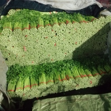 毛芹
