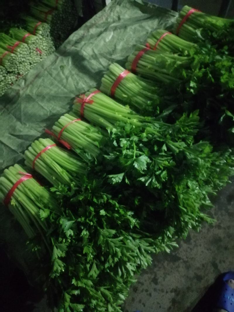 毛芹