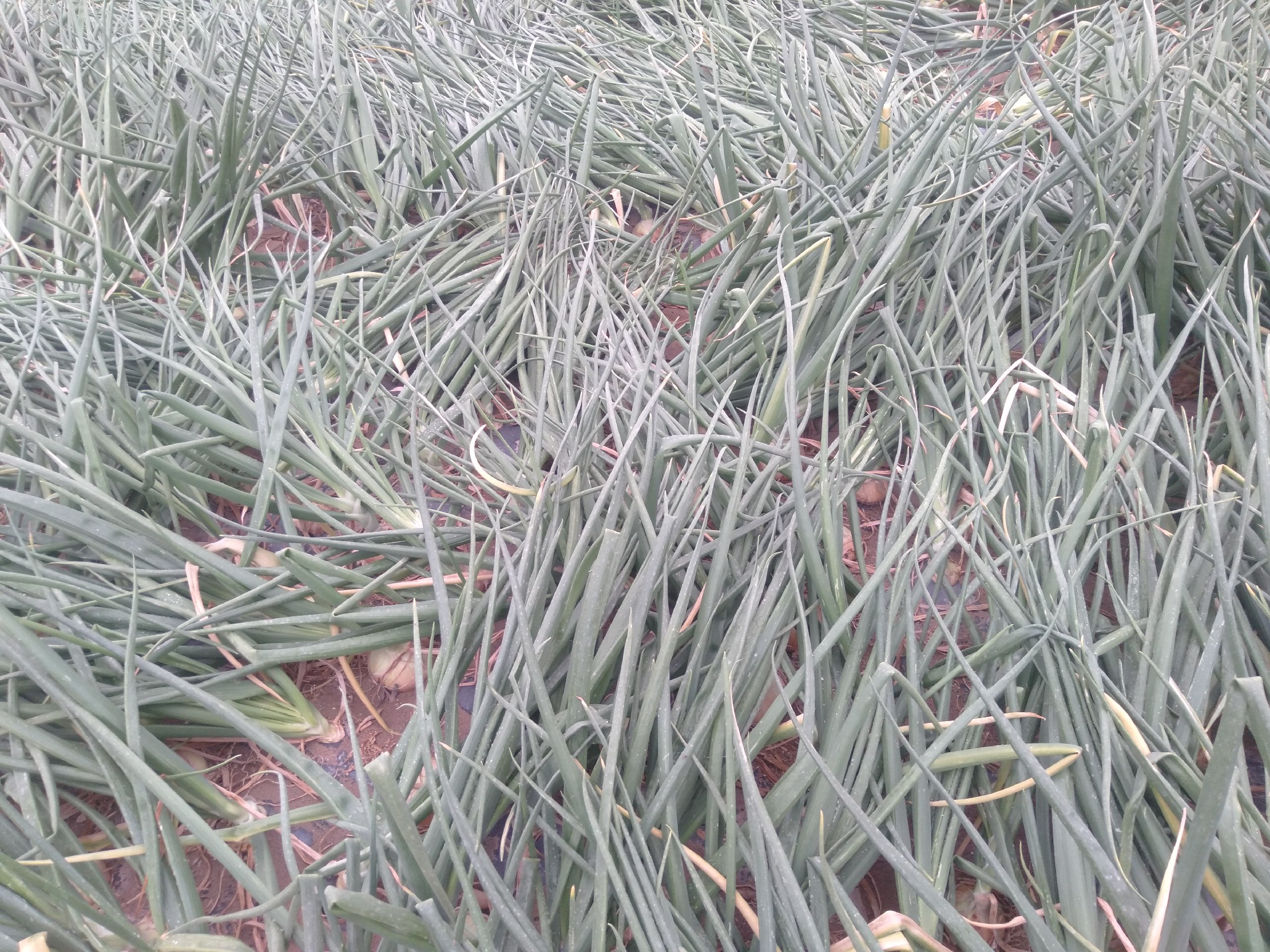 展示一片健康的洋葱田与部分叶片发黄的植株对比 洋葱田间生长情况