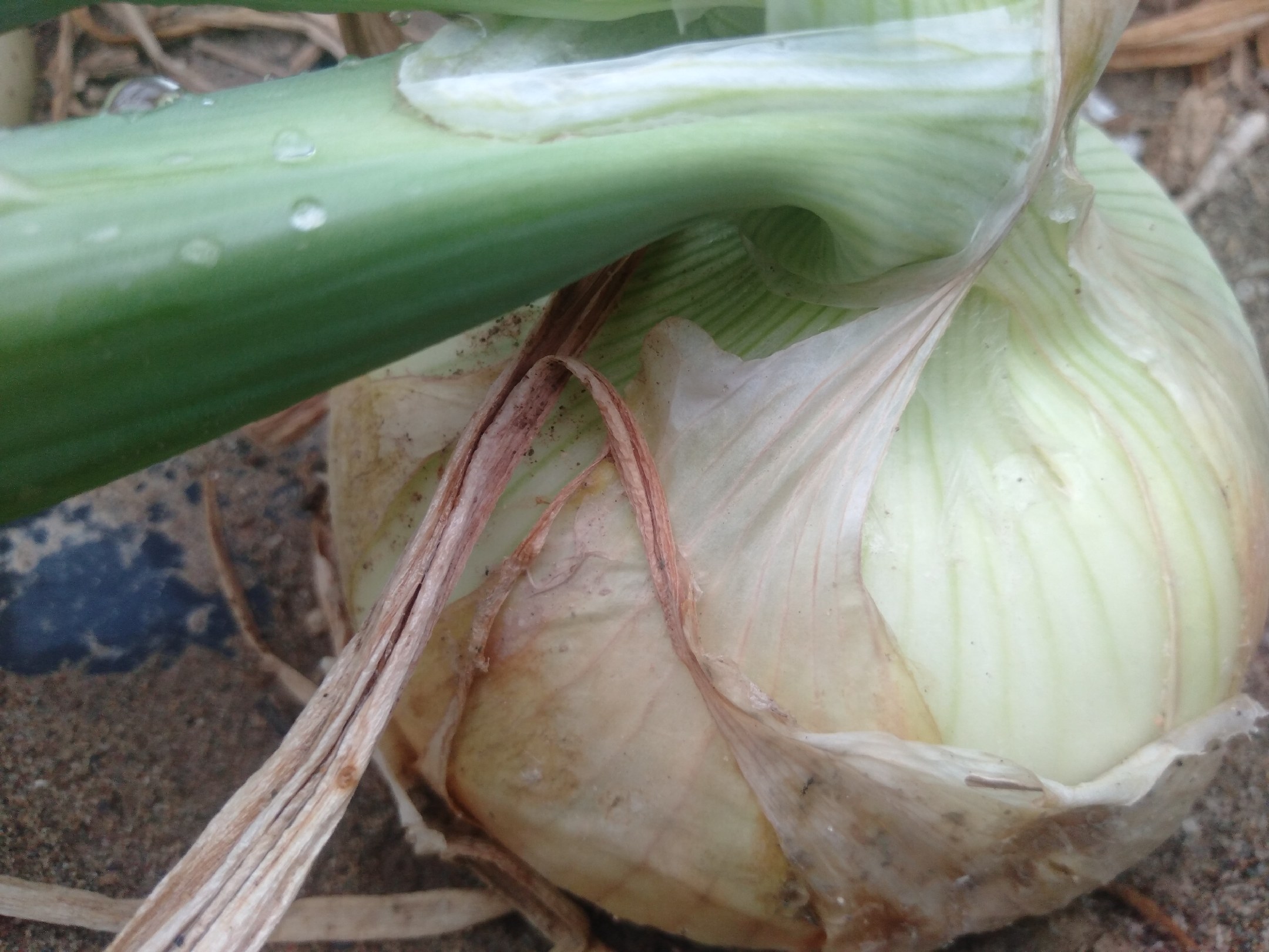 大葱切片特写图